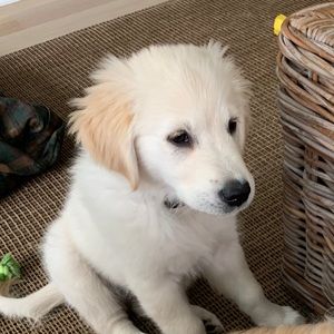 Meet your Posher, Leslie